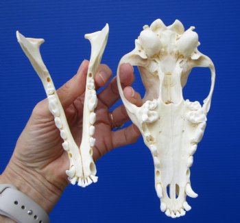 6-1/2 by 3-1/4 inches Real African Black-Backed Jackal Skull (Missing few teeth) for $69.99