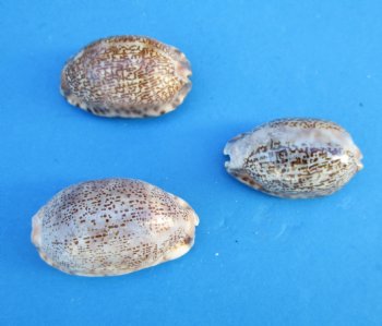 Arabica Cowry Shells, 2 to 2-1/2 inches - 25 @ .48 each; 50 @ .43 each