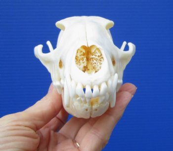 6-1/2 by 3-1/4 inches Real African Black-Backed Jackal Skull <font color=red> Good Quality</font> for $69.99
