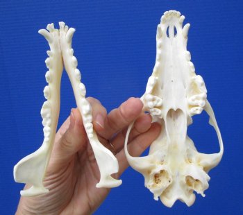 6-1/2 by 3-1/4 inches Real African Black-Backed Jackal Skull <font color=red> Good Quality</font> for $69.99