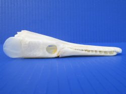 5-1/2 inches long Authentic Spotted Garfish Skull for $49.99