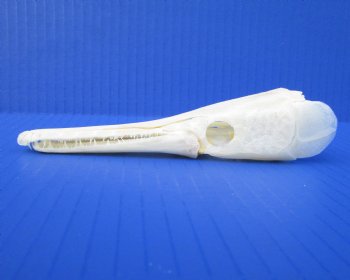 5-1/2 inches long Authentic Spotted Garfish Skull for $49.99