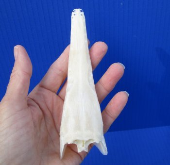 5-1/2 inches long Authentic Spotted Garfish Skull for $49.99