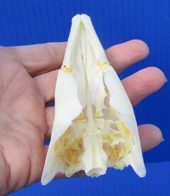 5-1/2 inches long Authentic Spotted Garfish Skull for $49.99