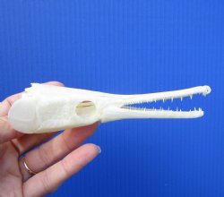 5-1/4 inches long Authentic Spotted Garfish Skull for $49.99