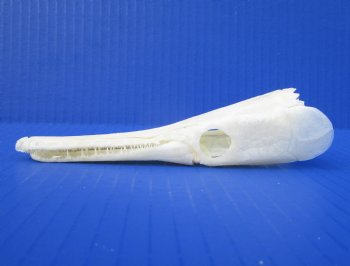 5-1/4 inches long Authentic Spotted Garfish Skull for $49.99