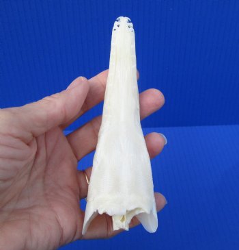 5-1/4 inches long Authentic Spotted Garfish Skull for $49.99