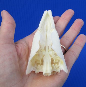 5-1/4 inches long Authentic Spotted Garfish Skull for $49.99