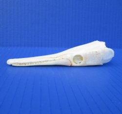 5 inches long Spotted Gar Skull for $49.99