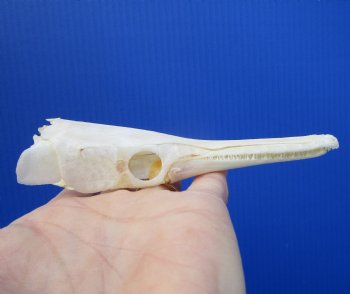 5 inches long Spotted Gar Skull for $49.99