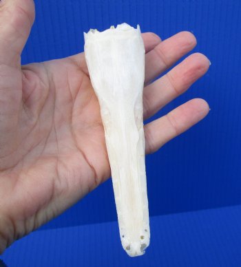 5 inches long Spotted Gar Skull for $49.99