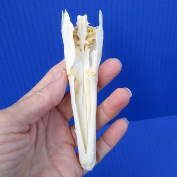 5 inches long Spotted Gar Skull for $49.99
