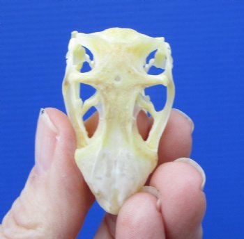1-3/4 by 1 inch Real Iguana Skull, Beetle Cleaned, Not Whitened for $34.99