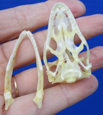 1-3/4 by 1 inch Real Iguana Skull, Beetle Cleaned, Not Whitened for $34.99
