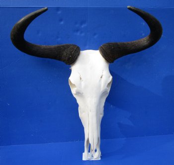22 inches wide Large African Blue Wildebeest Skull and Horns for $94.99