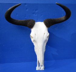 22 inches wide Large African Blue Wildebeest Skull and Horns for $94.99