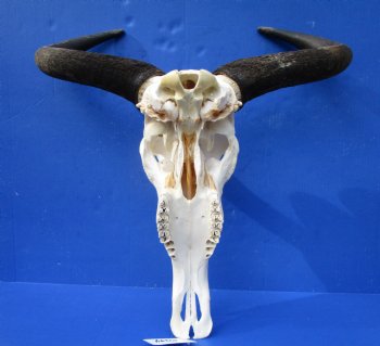 22 inches wide Large African Blue Wildebeest Skull and Horns for $94.99