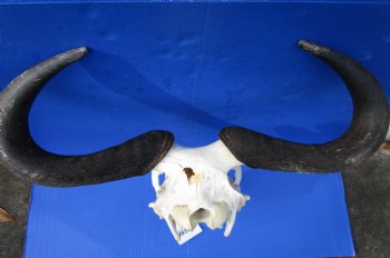 22 inches wide Large African Blue Wildebeest Skull and Horns for $94.99