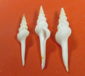 4 inches White Spindle Shells, Fusinus Colus, - 25 @ $1.12 each