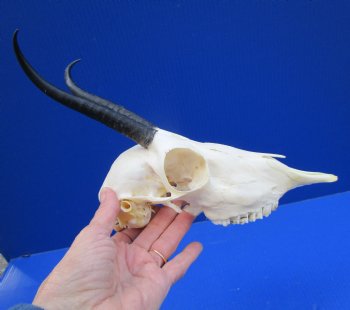 African Female Springbok Skull with 6 and 6-1/4 inches Horns <font color=red> Grade A Quality</font> for $64.99