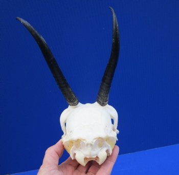 African Female Springbok Skull with 6 and 6-1/4 inches Horns <font color=red> Grade A Quality</font> for $64.99