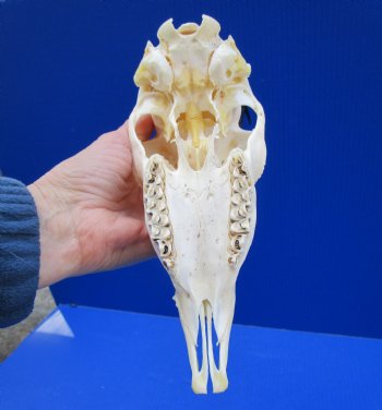 African Female Springbok Skull with 6 and 6-1/4 inches Horns <font color=red> Grade A Quality</font> for $64.99