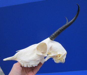 African Female Springbok Skull with 6 and 6-1/4 inches Horns <font color=red> Grade A Quality</font> for $64.99