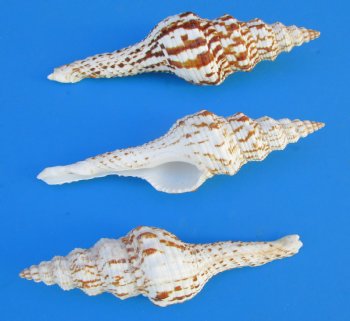 Fusinus Nicobaricus Spindle Shells  4 to 5 inches- 25 @ $.96 each; 50 @ $.86 each