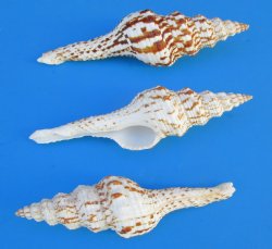 Fusinus Nicobaricus Spindle Shells  4 to 5 inches- 25 @ $.96 each; 50 @ $.86 each