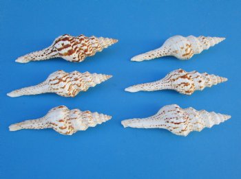 Fusinus Nicobaricus Spindle Shells  4 to 5 inches- 25 @ $.96 each; 50 @ $.86 each