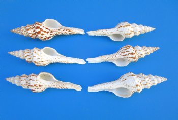 Fusinus Nicobaricus Spindle Shells  4 to 5 inches- 25 @ $.96 each; 50 @ $.86 each