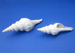 White Fusinus Nicobaricus Spindle Shells  4-1/2 to 5-1/2 inches - 25 @ $1.20 each; 50 @ .96 each