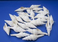 White Fusinus Nicobaricus Spindle Shells  4-1/2 to 5-1/2 inches - 25 @ $1.20 each; 50 @ .96 each