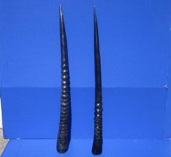 Two African Gemsbok , Oryx horns<font color=red> Polished</font> 29-1/2 and 30 inches for $44 each  <font color=red> SALE $37.50 EACH</FONT>
