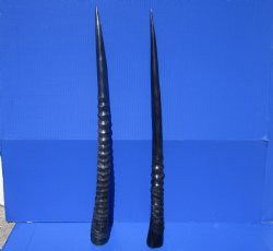 Two African Gemsbok , Oryx horns<font color=red> Polished</font> 29-1/2 and 30 inches for $44 each  <font color=red> SALE $37.50 EACH</FONT>