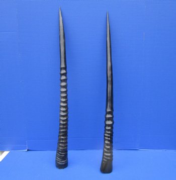 Two Gemsbok Horns <font color=red> Polished</font> 29-1/2 and 30-1/4 inches for $45.00 each <font color=red> SALE $37.50 EACH</FONT>