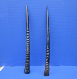 Two Gemsbok Horns <font color=red> Polished</font> 29-1/2 and 30-1/4 inches for $45.00 each <font color=red> SALE $37.50 EACH</FONT>