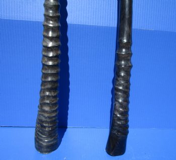 Two African Gemsbok , Oryx horns<font color=red> Polished</font> 29-1/2 and 30 inches for $44 each  <font color=red> SALE $37.50 EACH</FONT>
