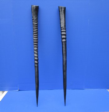 Two Gemsbok Horns <font color=red> Polished</font> 29-1/2 and 30-1/4 inches for $45.00 each <font color=red> SALE $37.50 EACH</FONT>