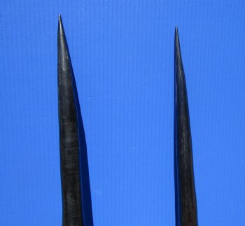 Two African Gemsbok , Oryx horns<font color=red> Polished</font> 29-1/2 and 30 inches for $44 each  <font color=red> SALE $37.50 EACH</FONT>