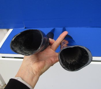 Two Gemsbok Horns <font color=red> Polished</font> 29-1/2 and 30-1/4 inches for $45.00 each <font color=red> SALE $37.50 EACH</FONT>