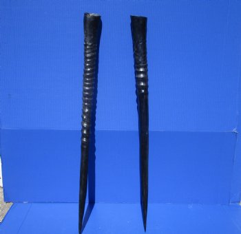 Two African Gemsbok , Oryx horns<font color=red> Polished</font> 29-1/2 and 30 inches for $44 each  <font color=red> SALE $37.50 EACH</FONT>