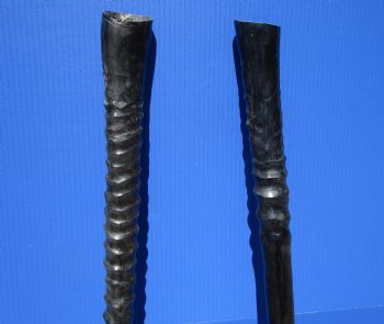 Two African Gemsbok , Oryx horns<font color=red> Polished</font> 29-1/2 and 30 inches for $44 each  <font color=red> SALE $37.50 EACH</FONT>
