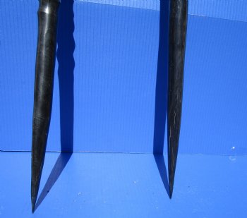 Two African Gemsbok , Oryx horns<font color=red> Polished</font> 29-1/2 and 30 inches for $44 each  <font color=red> SALE $37.50 EACH</FONT>