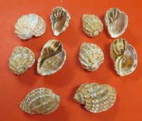 3 to 4 inches Harpa Davidis Shells  - 10 @ $1.30 each; 50 @ $1.15 each; 