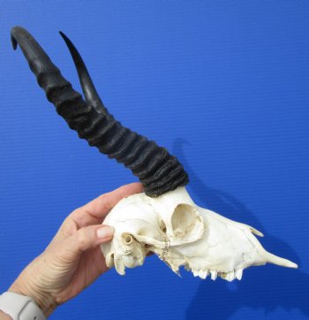 African Male Springbok Skull with 10-3/4 and 10-7/8 inches Horns <font color=red> Grade B Quality</font>) for $59.99