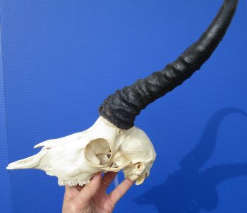 African Male Springbok Skull with 10-3/4 and 10-7/8 inches Horns <font color=red> Grade B Quality</font>) for $59.99