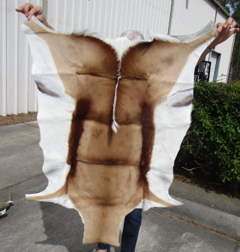 42 by 30 inches Springbok Skin, Springbok Hide - Buy this one for $64.99