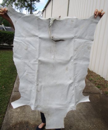 42 by 30 inches Springbok Skin, Springbok Hide - Buy this one for $64.99
