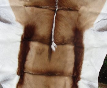 42 by 30 inches Springbok Skin, Springbok Hide - Buy this one for $64.99